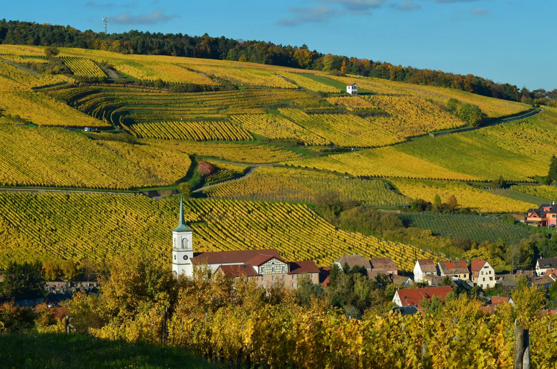 Vignoble alsacien sur la route des vins
